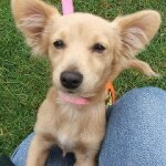 California Spay and Neuter License Plate Program a Success thanks to Pierce Brosnan