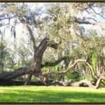 Dozen of Protesters Try to Save Historic Trees in Sydney