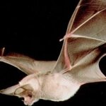 Rabid Bat Alert in Los Angeles