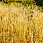 The Use of Fertilizer can Prevent Certain Weeds From Being a Nuisance