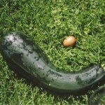 A Montana Woman Attacks Bear with a Courgette