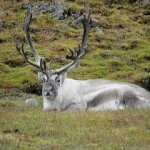 Veterinary Confirms Female Reindeer Died Of Rare Disease at Stone Zoo
