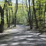 AUTUMN DE FOREST: THE 8-YR OLD ART PRODIGY