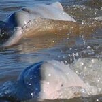 INIA BOLIVIENSIS: THE FAMOUS PINK DOLPHIN
