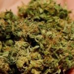Colorado Medical Marijuana Business To Get A New Buffer Size