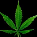Pot still illegal, did druglords or oldies sabotage it?