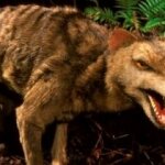 Exotic Tasmanian Tiger pelt bagged at garage sale
